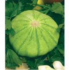 SQUASH MALACHITE SQUASH MALACHITE