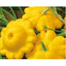SQUASH ORANGE SQUASH ORANGE