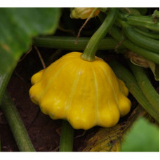 SQUASH SOLNYSHKO SQUASH SOLNYSHKO