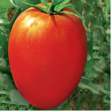 TOMATO GIANT RED PLUM TOMATO GIANT RED PLUM