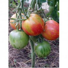 TOMATO GRAFFITI PINK TOMATO GRAFFITI PINK