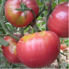 TOMATO GRANDMAS SECRET TOMATO GRANDMAS SECRET