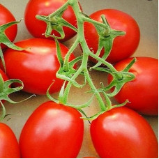 TOMATO ISKORКA TOMATO ISKORКA