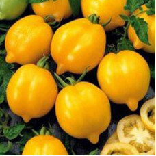 TOMATO LEMON LIANA TOMATO LEMON LIANA