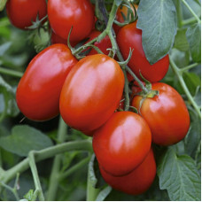 TOMATO MANZHEROK F1 TOMATO MANZHEROK F1