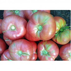 TOMATO MIKADO ROZOVYY TOMATO MIKADO ROZOVYY